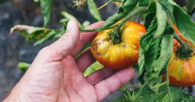 Болезни томатов в картинках и их лечение обои