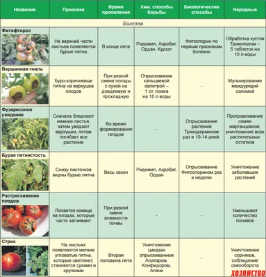 Болезни и вредители помидоров