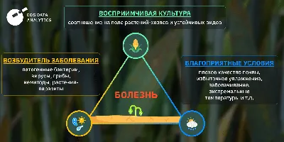 Болезни помидоров: фото, описание и способы лечения | Дачный участок