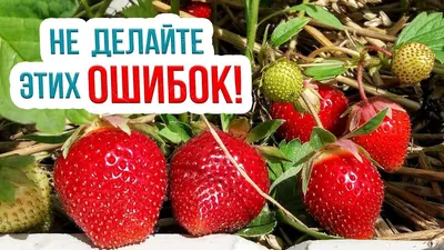 Диагностика минерального питания для томатов в летне-осеннем...