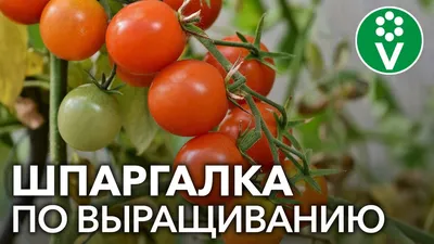 ЧТО ТАКОЕ С ТОМАТАМИ? Кладоспориоз или фитофтороз? | Садовый Клуб Наталии  Петренко | Дзен