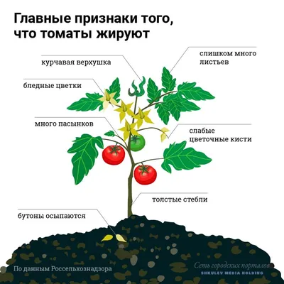 Почему скручиваются листья у томатов