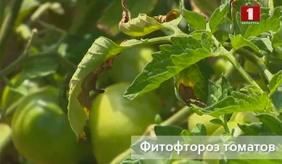 Болезни рассады томатов: описание с фотографиями, лечение, профилактика