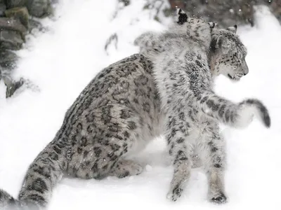 Породы кошек, которые удивят вас своим размером! Самые большие кошки для  дома и квартиры! | В доме мечты! | Дзен