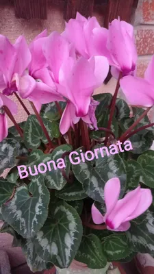 Buongiorno nel 2023 | Auguri di buongiorno, Buongiorno, Buongiorno fiori