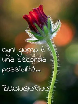 Ogni giorno è una seconda possibilità... Buongiorno #buongiorno | Buongiorno,  Buongiorno immagini, Immagini