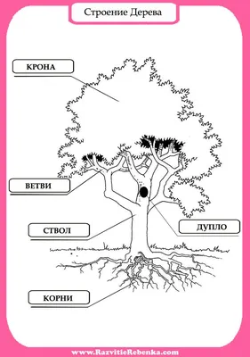 РАЗВИТИЕ РЕБЕНКА: Строение Дерева. Листья Деревьев. | Лэпбук,  Природоведение, Лэпбуки