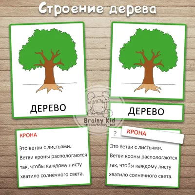Части склонности дерева для детей Иллюстрация вектора - иллюстрации  насчитывающей корень, образование: 48713834