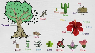 Сколько Живут ДЕРЕВЬЯ? Дикорастущие деревья развивающее видео - YouTube