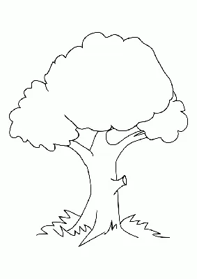 Исследуем деревья на участке детского сада | ДО online