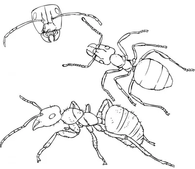 Черепаха и муравей картинки обои
