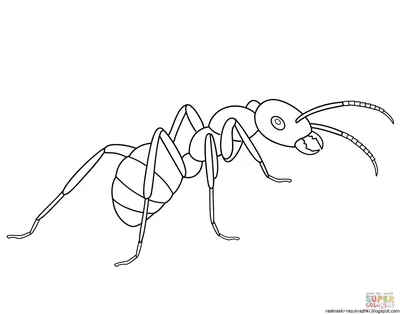 Ранние детские моделирование Животные цикл роста игрушка в виде фигурки  природа ролевые игры лягушка Ant от комаров морская черепаха курица  модельные Фигурки игрушки | AliExpress