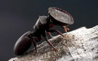 Черепаховые муравьи: В каждой бочке затычка. Рой, который танкует своими  головами | Пикабу