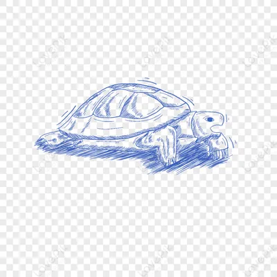 Как просто нарисовать черепаху (Видео)
