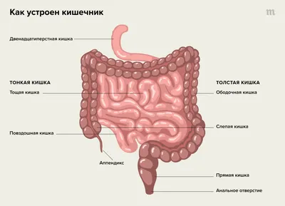 Как правильно какать: дефекация при запорах, регулярный стул, вредно ли  тужиться в туалете