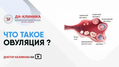 Что такое овуляция? – полезные материалы Nazimova.com