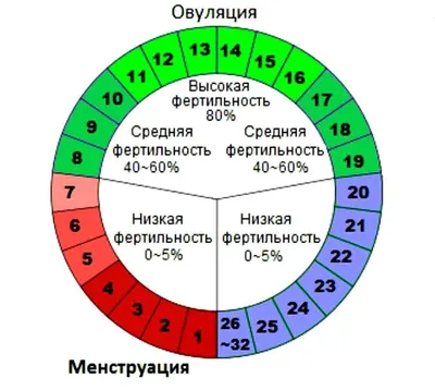 Овуляция — стоковые фотографии и другие картинки Анатомия - Анатомия,  Беременная, Биология - iStock