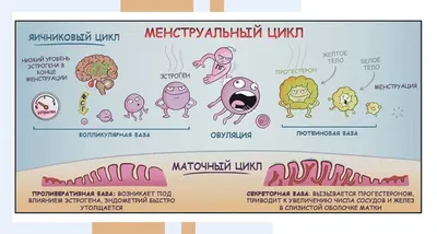 Овуляция — стоковые фотографии и другие картинки Без людей - Без людей,  Вертикальный, Ложка - iStock