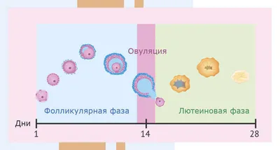 Калькулятор овуляции - рассчитать дни овуляции онлайн, календарь