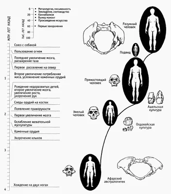 Овуляция и зачатие - Гинекологическая клиника Embio