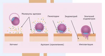 Микроскоп «ORBI Mom» для определения овуляции в организме женщины