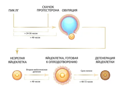 Овуляция Стоковые фотографии, картинки, все без лицензионных отчислений -  Envato Elements