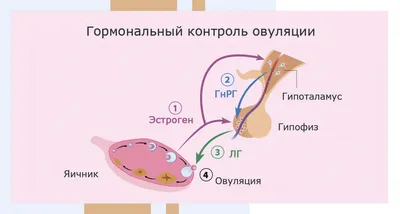 Овуляция Гигиенические Прокладки И Тампоны На Красном Фоне Вид Сверху —  стоковые фотографии и другие картинки Любовь - iStock