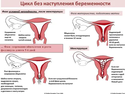 овуляция Стоковых иллюстраций и клипартов – (8,551 Стоковых иллюстраций)