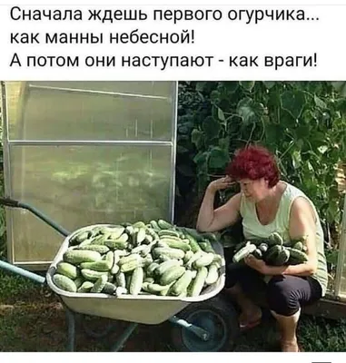 Дача | Пикабу