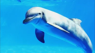 Картина по номерам для детей \"Дельфины\" - купить с доставкой по выгодным  ценам в интернет-магазине OZON (941022444)