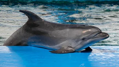 Дельфинотерапия - Большой Сочинский Дельфинарий