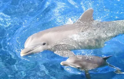 В Новой Зеландии детей расстроили, показав им спаривание дельфинов | ИА  Красная Весна