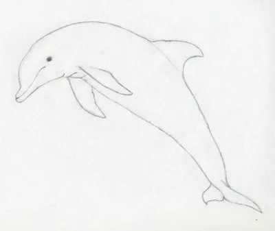 Аквапарк Дельфин