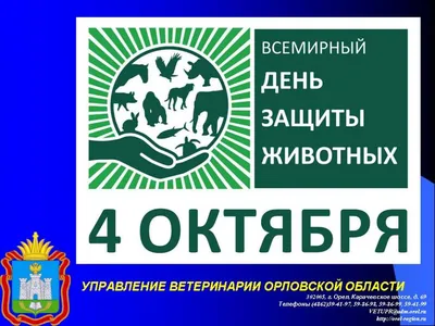 Открытка на 4 октября, Всемирный день защиты животных. Мультяшная открытка  с животными для друзей | Открытки, Животные, Детские творческие проекты