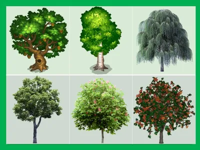 Деревья и кустарники. Дидактические игры по экологии для дошкольников
