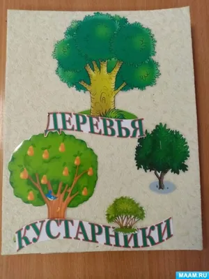 ТМ Мир поздравлений Настенный плакат для детей растения окружающий мир в  школу