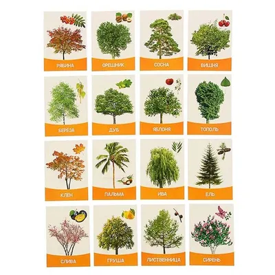 Карточки Домана \"Деревья\" - развивающие карточки для детей купить в Москве