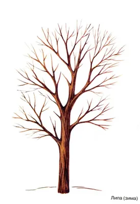 Мультяшное дерево без листьев - 63 фото