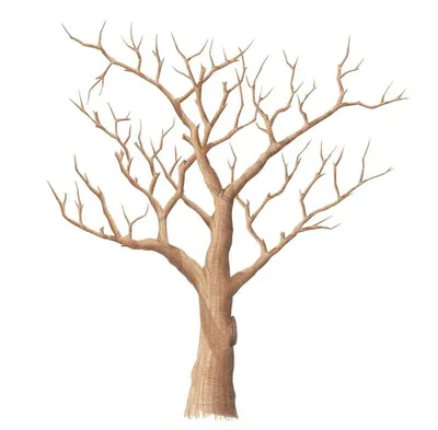 Раскраски без, Раскраска Деревья без листьев поделки аппликация дерево  материал Контуры дервеьев.