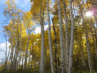 Саженцы осины обыкновенной в Кишиневе, Populus tremula дерево в Молдове |  PLANTE.md