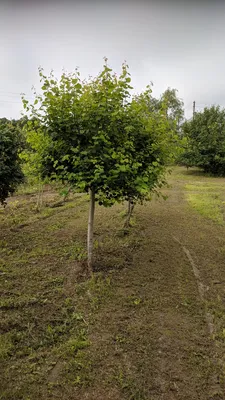 Саженцы осины обыкновенной в Кишиневе, Populus tremula дерево в Молдове |  PLANTE.md