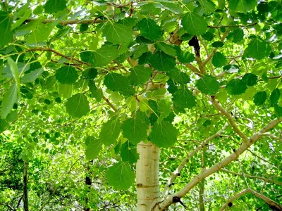 Осина обыкновенная (лат. Populus tremula)