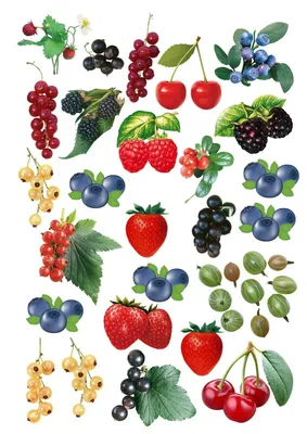 Садовые ягоды картинки для детей - 32 фото
