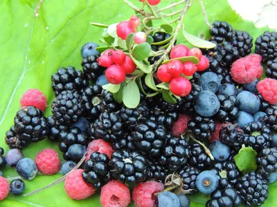 Стихи о ягодах, ко Дню летних ягод на МAAM (3 фото). Воспитателям детских  садов, школьным учителям и педагогам - Маам.ру