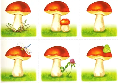 Детского сада грибы картинки для детей обои