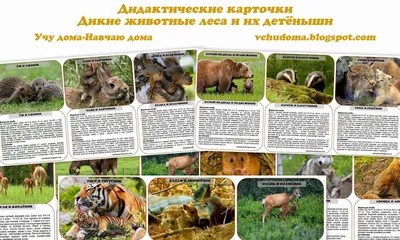 Плакат диких животных для детей (40 фото) » Уникальные и креативные  картинки для различных целей - Pohod.club