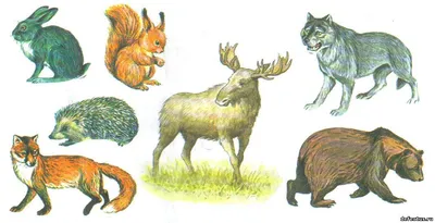 Карточки дикие животные