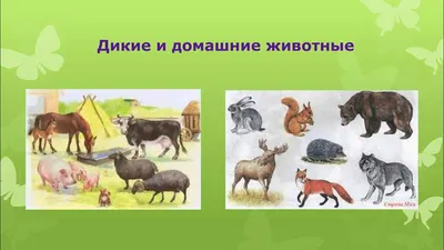 Карточки Домана Дикие животные 20 карточек на русском языке (2100064095061)  – купить в интернет-магазине Ditya.com.ua цены, отзывы, фото, характеристики