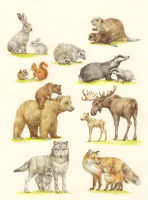 карточки диких животных
