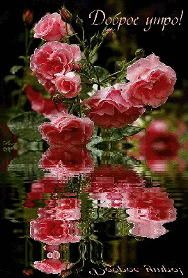 Розы большой букет с добрым утром - фото и картинки abrakadabra.fun
